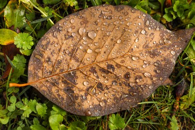 Beautiful yellowed leaf with dew on green grass, top view