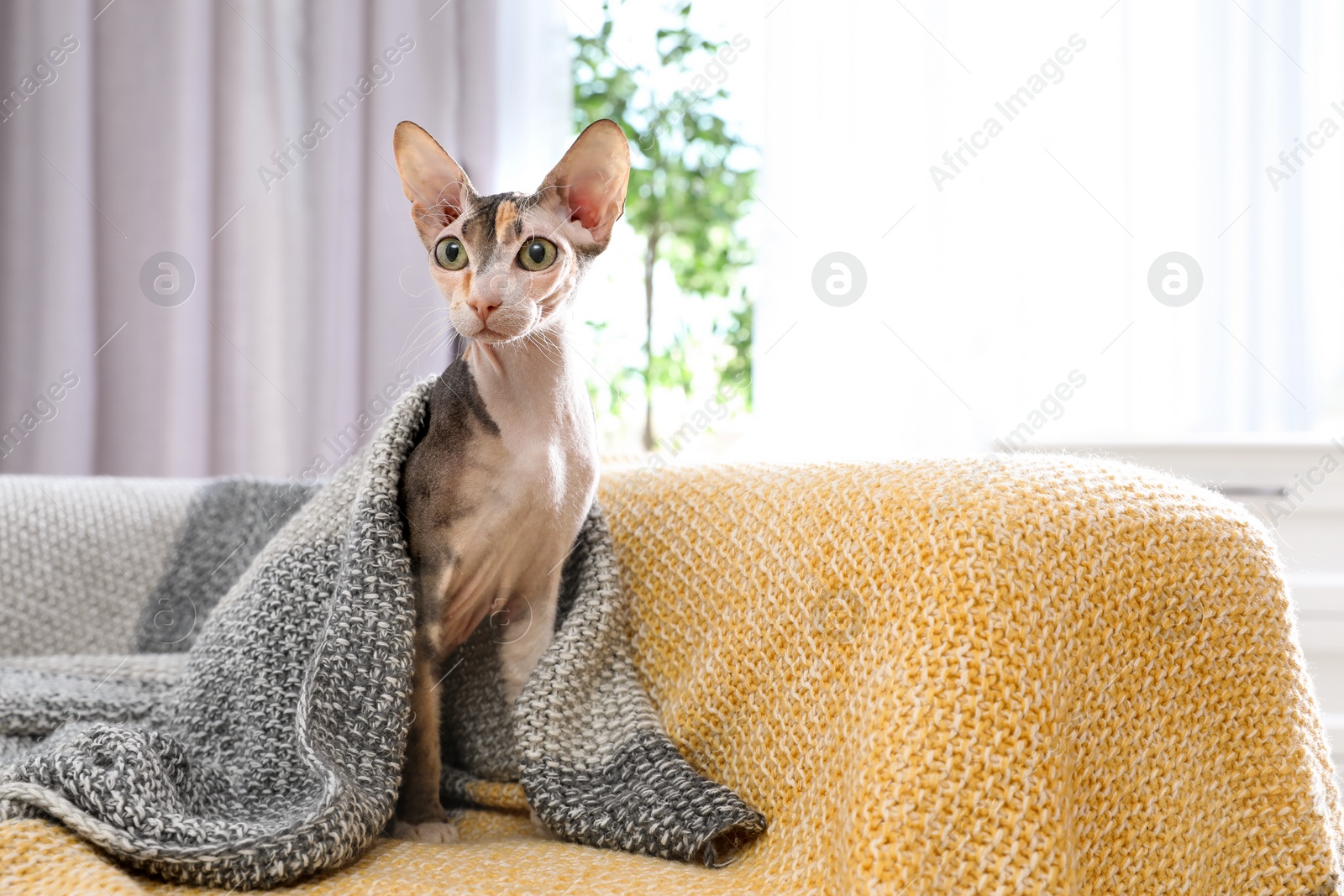 Photo of Adorable Sphynx cat under blanket on sofa at home, space for text. Cute friendly pet