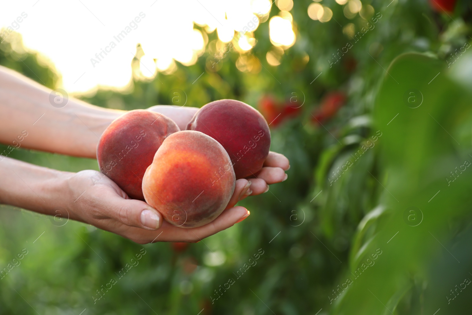 Photo of Woman holding fresh ripe peaches in garden, closeup view