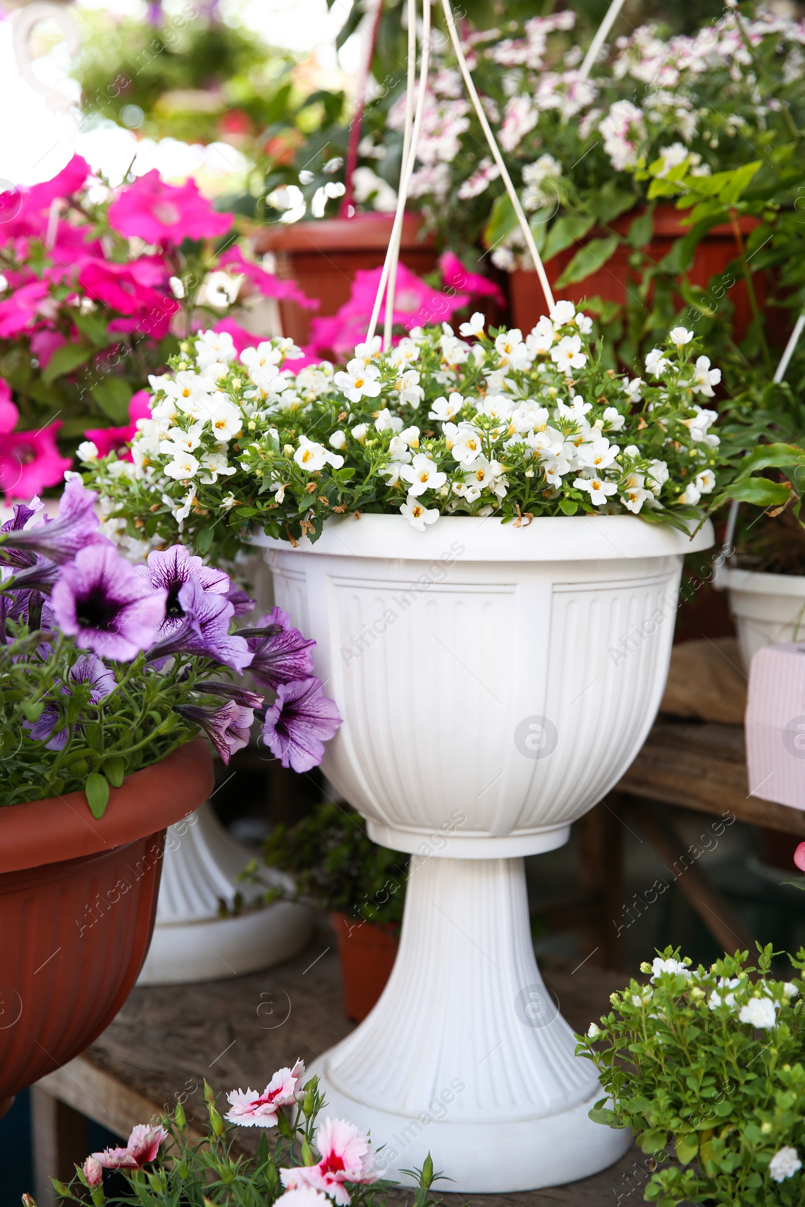 Photo of Beautiful flowers in plant pots on display outdoors