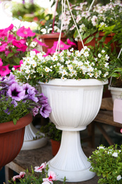 Beautiful flowers in plant pots on display outdoors