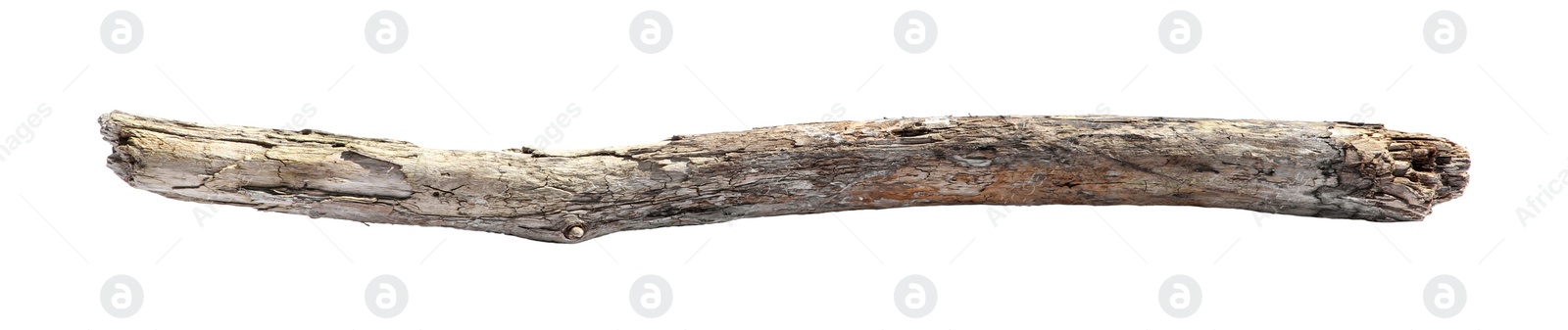 Photo of Old dry tree branch isolated on white