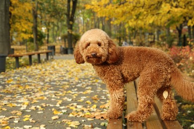 Photo of Cute dog on wooden bench in autumn park, space for text