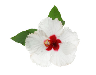 Photo of Beautiful tropical hibiscus flower with leaves isolated on white