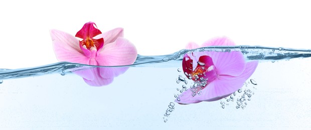 Image of Beautiful pink orchid flowers falling into water on white background