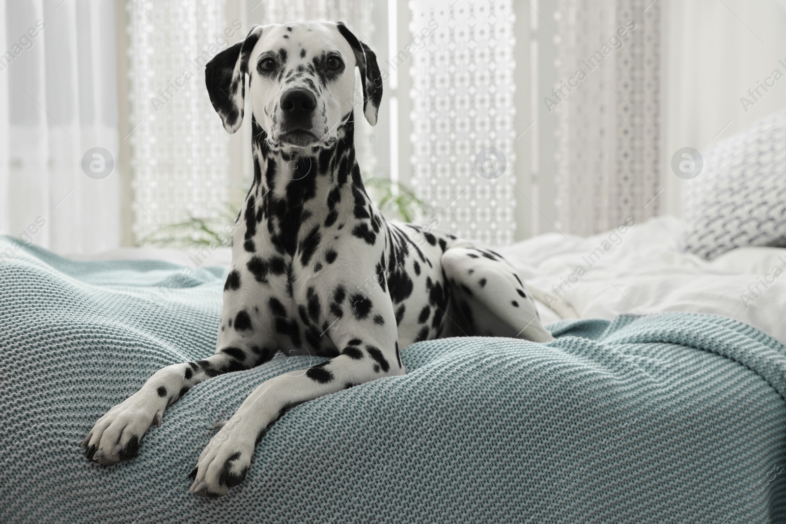 Photo of Adorable Dalmatian dog lying on bed indoors