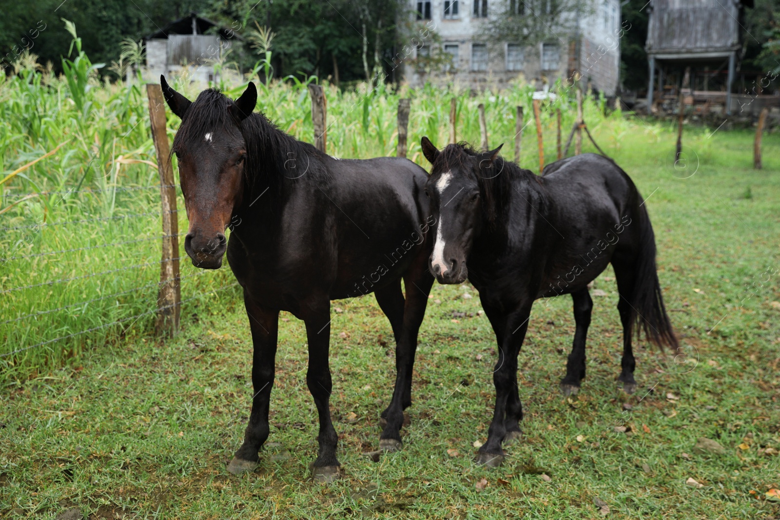 Photo of Two beautiful black horses grazing near corn field outdoors