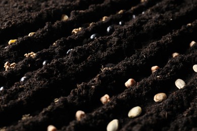 Photo of Rows with vegetable seeds in fertile soil