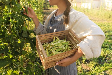 Young woman harvesting fresh green beans in garden, closeup