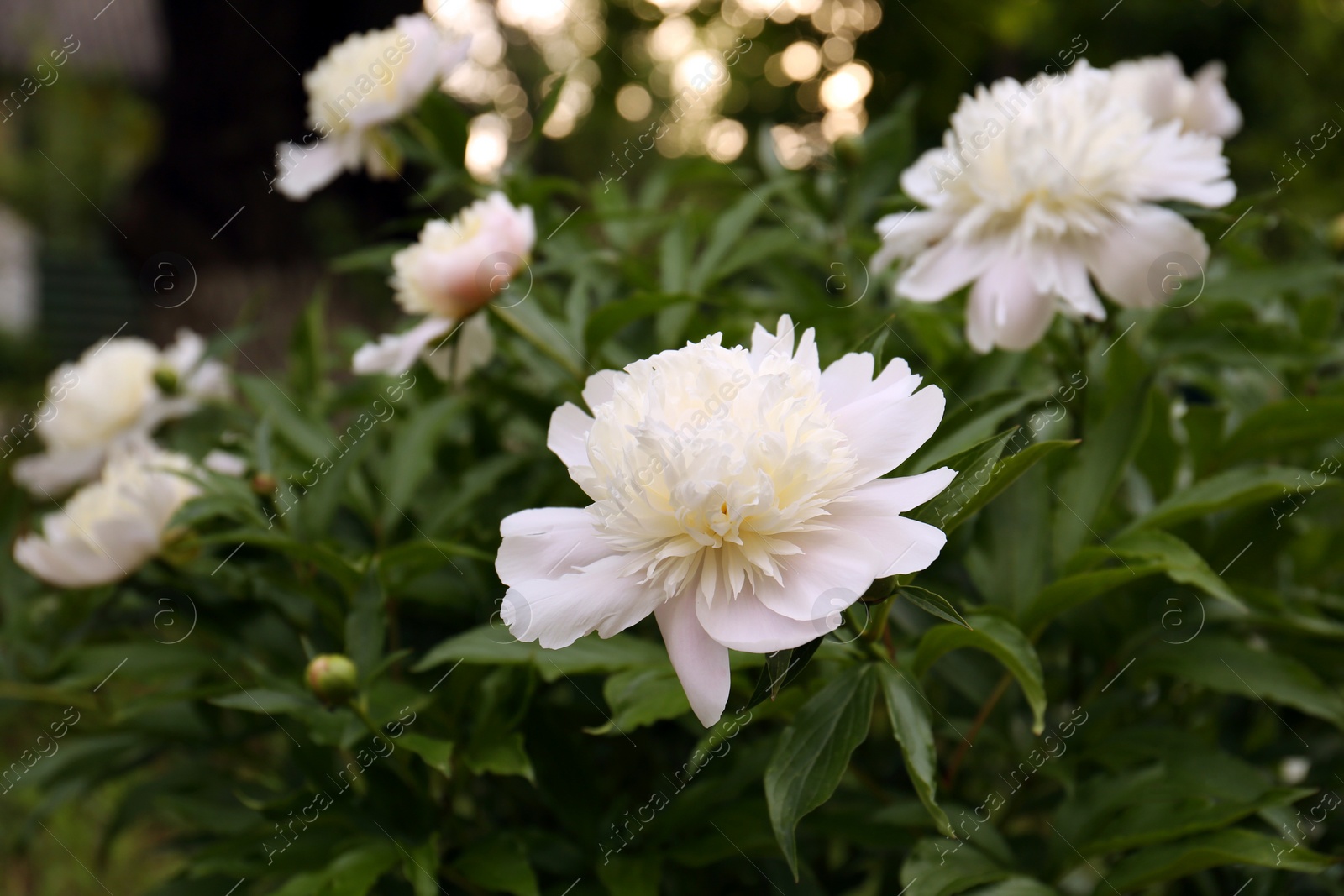 Photo of Beautiful blooming white peonies growing in garden, closeup. Space for text