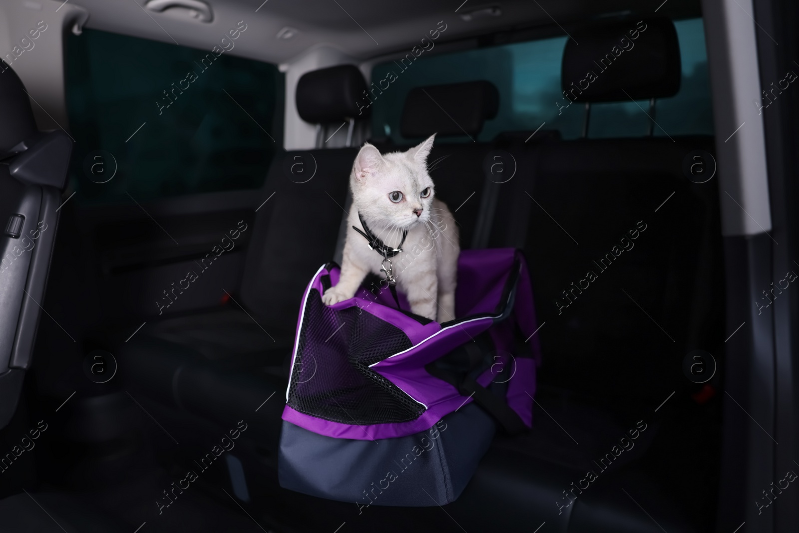 Photo of Cute white British Shorthair cat inside pet carrier in car