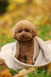 Photo of Cute Maltipoo dog wrapped in blanket in autumn park