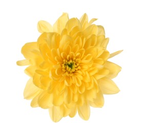 Photo of Beautiful yellow chrysanthemum flower isolated on white