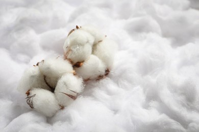 Photo of Cotton flowers on white fluffy background, space for text