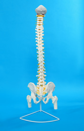Photo of Artificial human spine model on blue background