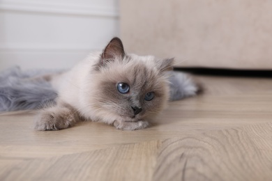Photo of Beautiful fluffy cat lying on warm floor in room. Heating system