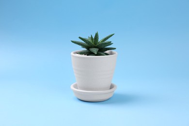 Beautiful succulent plant in pot on light blue background
