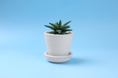 Photo of Beautiful succulent plant in pot on light blue background