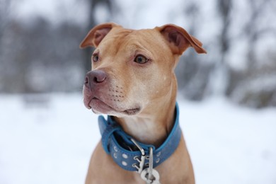 Photo of Portrait of cute dog in snowy park