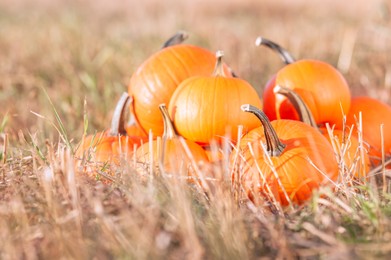 Many ripe orange pumpkins in field, space for text