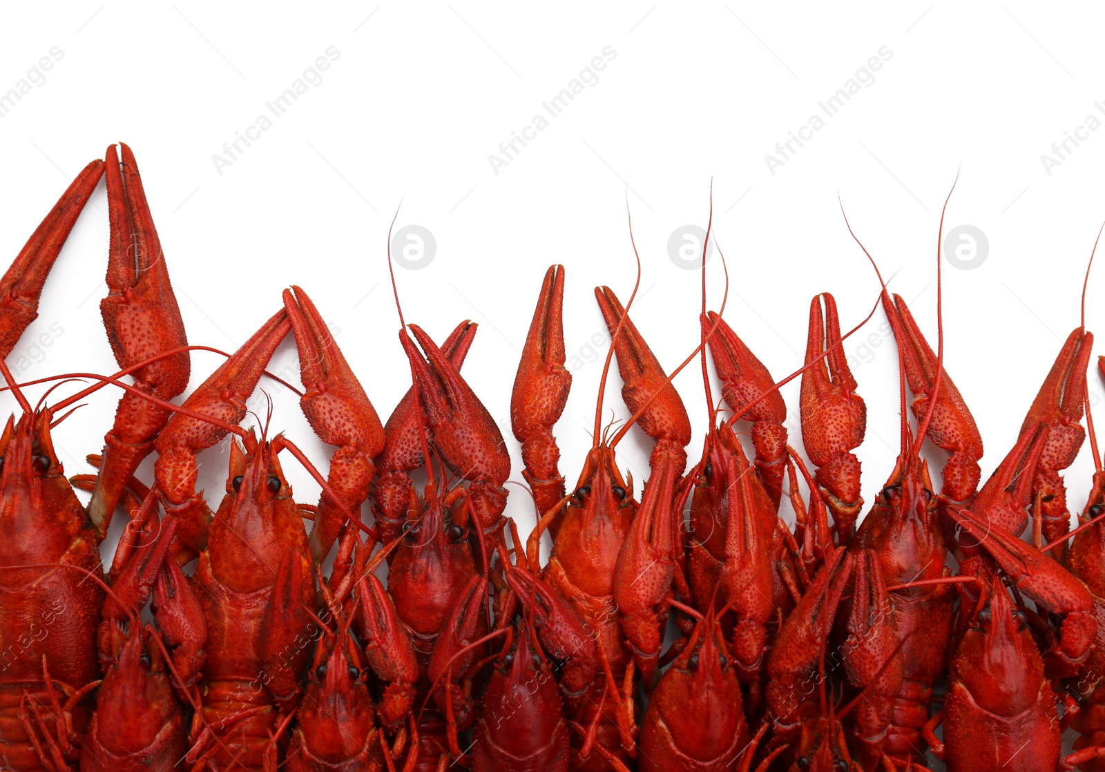 Photo of Delicious red boiled crayfish on white background, top view