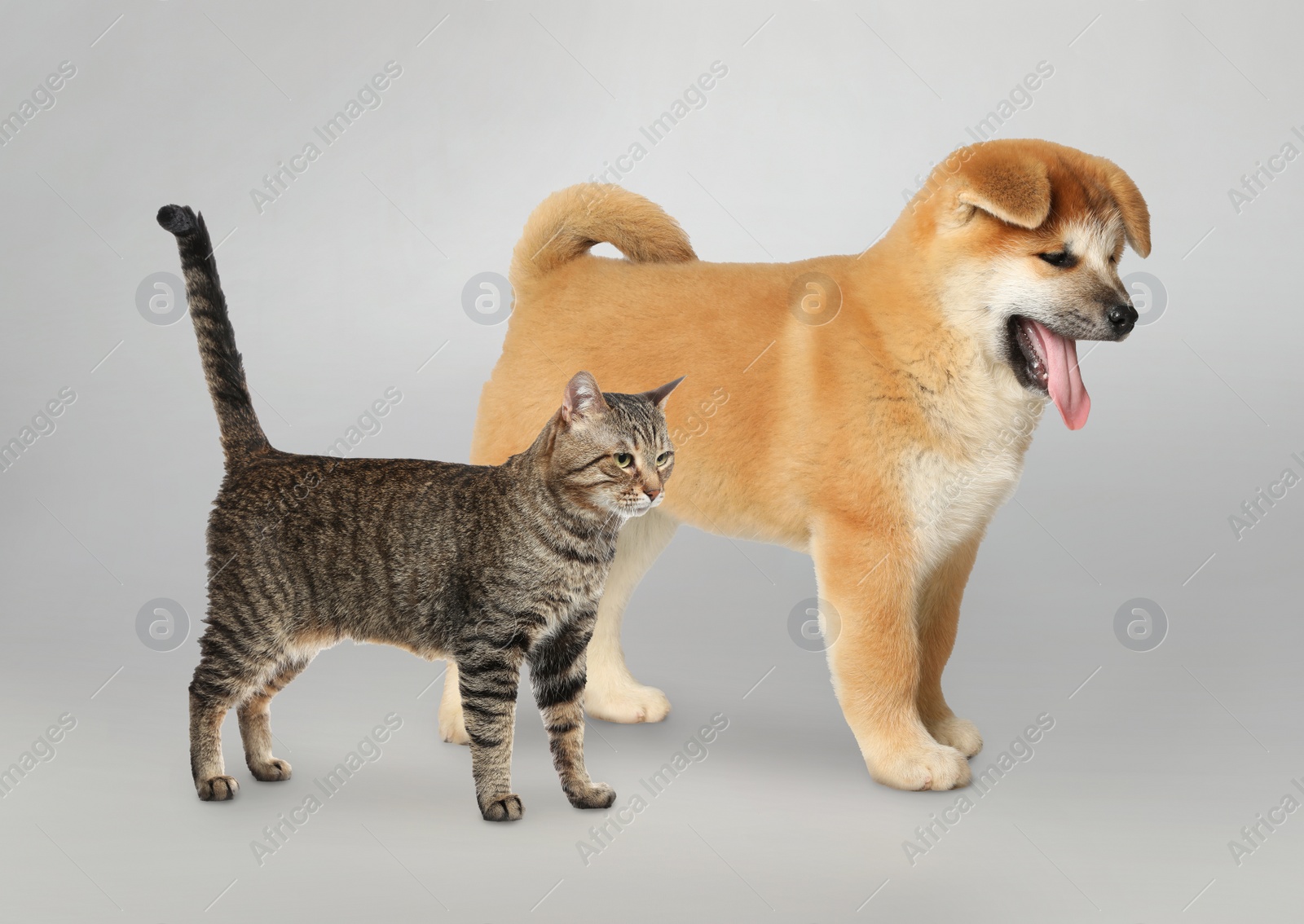 Image of Cute cat and dog on grey background. Animal friendship