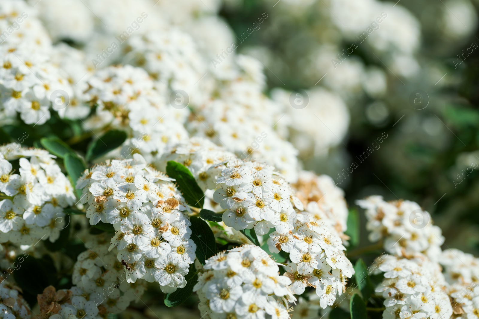 Photo of Beautiful spiraea shrub with white blossom on sunny day, closeup