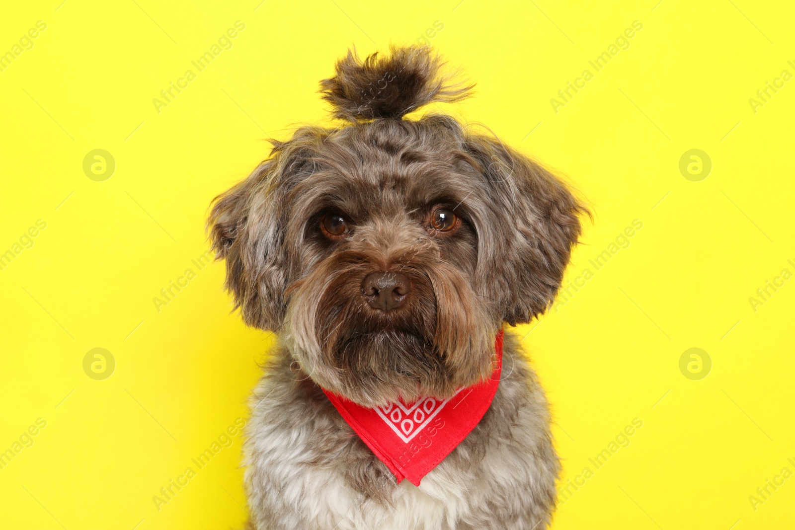 Photo of Cute Maltipoo dog on yellow background. Lovely pet