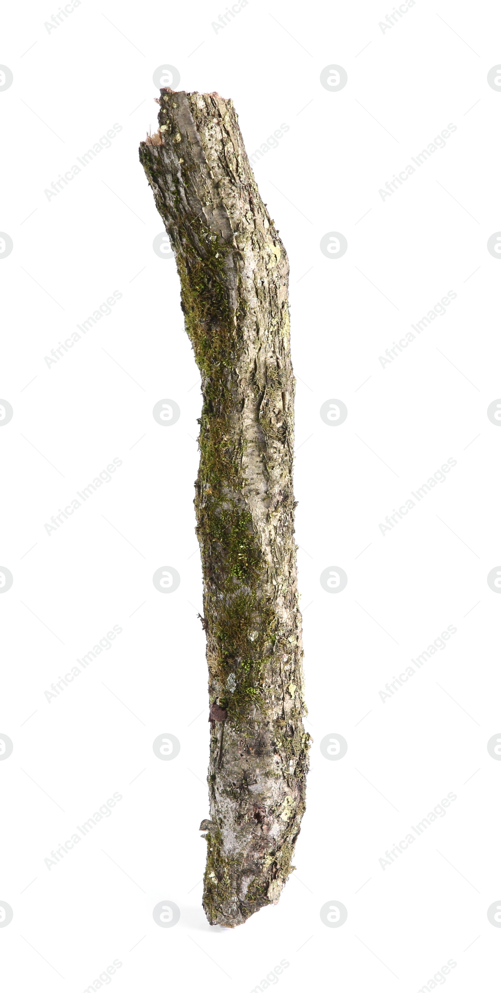 Photo of Old dry tree branch isolated on white