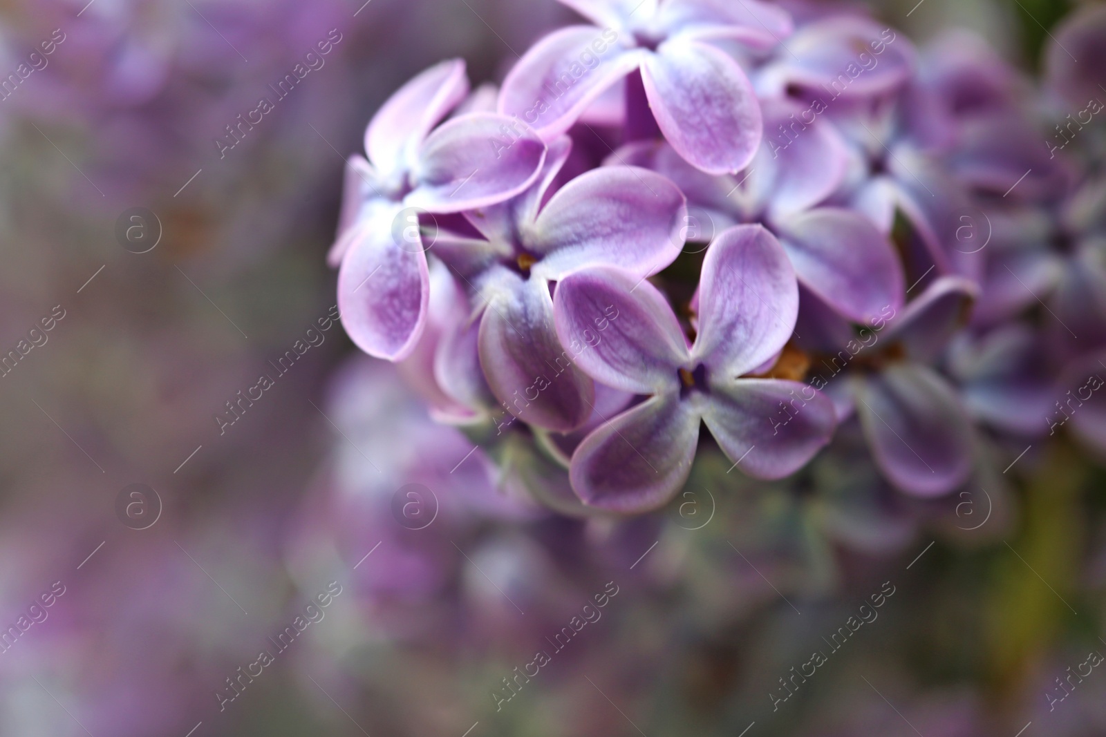 Photo of Beautiful blossoming lilac flowers on blurred background, closeup. Space for text