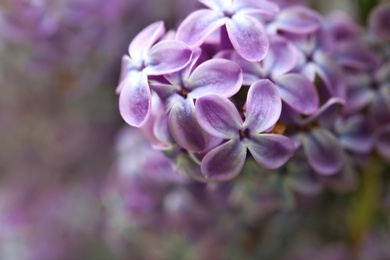 Photo of Beautiful blossoming lilac flowers on blurred background, closeup. Space for text