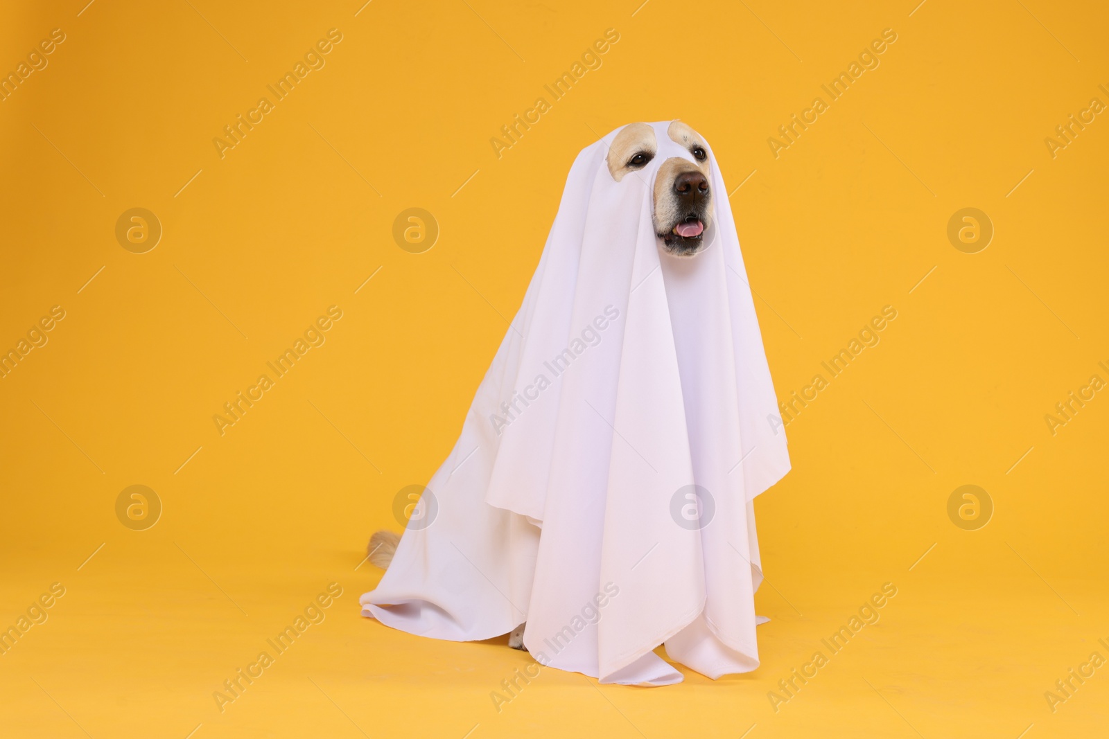 Photo of Cute Labrador Retriever dog wearing ghost costume on orange background. Halloween celebration