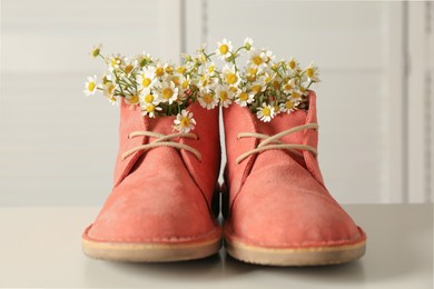 Beautiful tender chamomile flowers in pink boots on white table