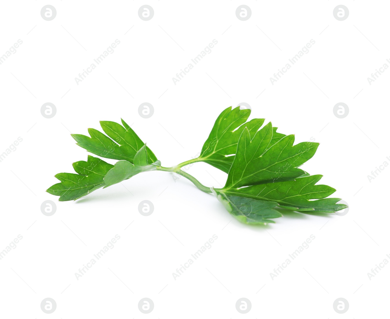 Photo of Fresh green parsley on white background