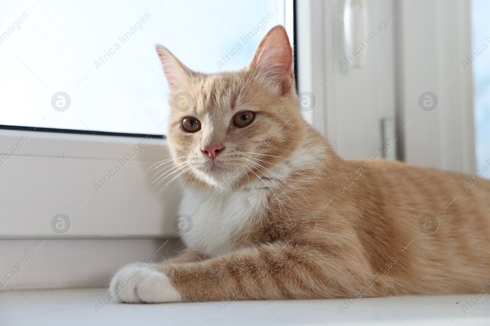 Photo of Cute ginger cat lying on windowsill at home