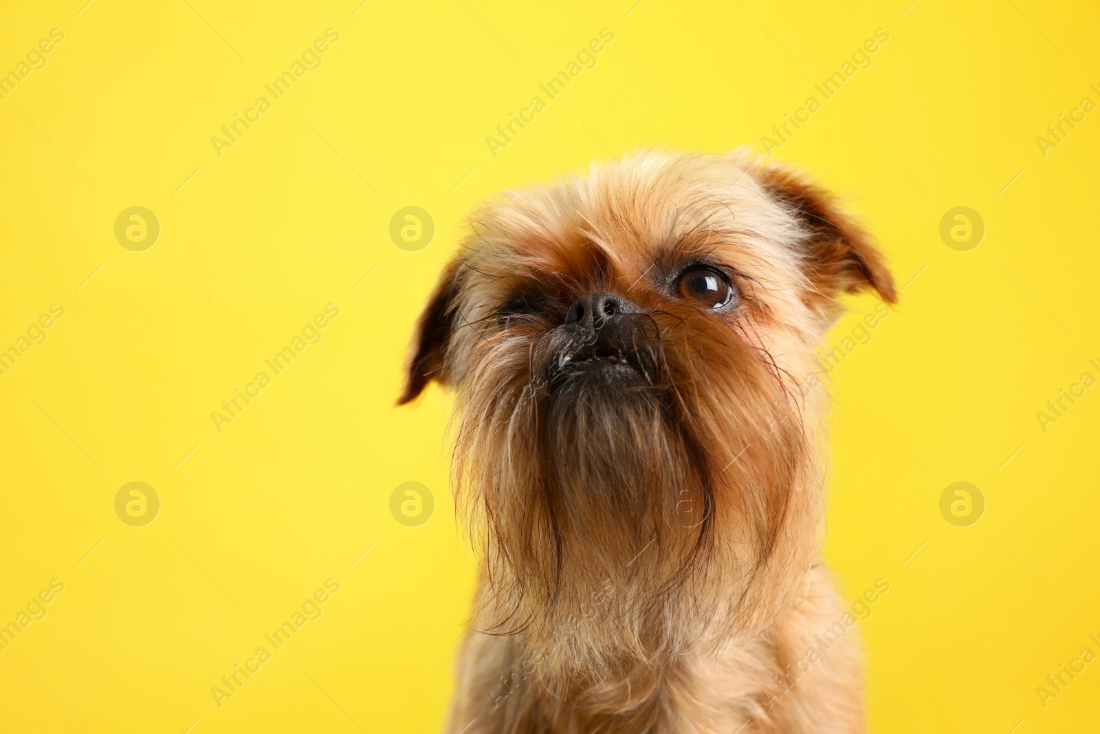 Photo of Studio portrait of funny Brussels Griffon dog on color background