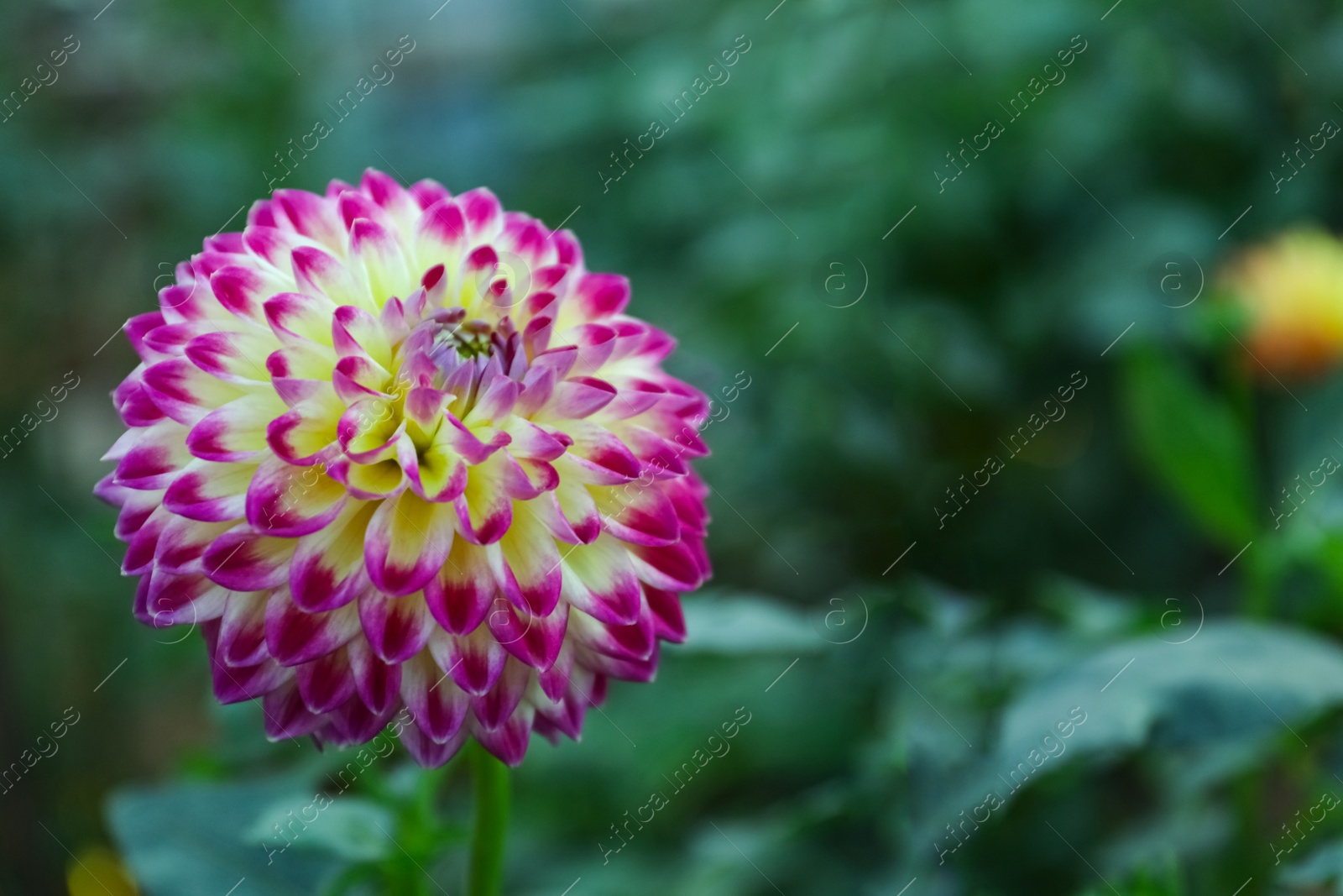 Photo of Beautiful blooming dahlia flower in green garden, space for text