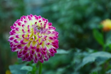 Beautiful blooming dahlia flower in green garden, space for text