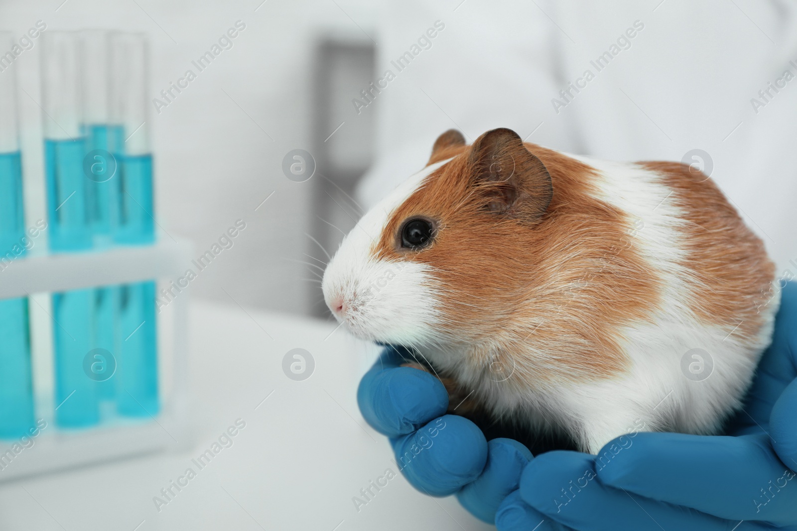 Photo of Scientist with guinea pig in chemical laboratory, closeup. Animal testing