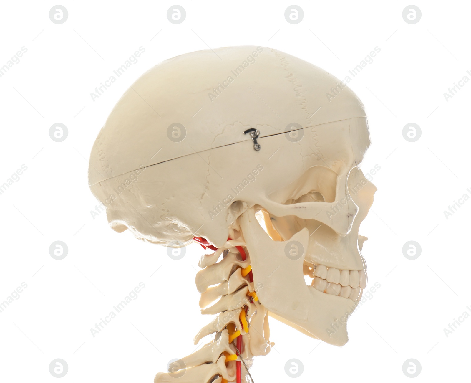 Photo of Artificial human skeleton model isolated on white, closeup