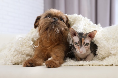 Photo of Adorable cat looking into camera and dog together on sofa at home. Friends forever