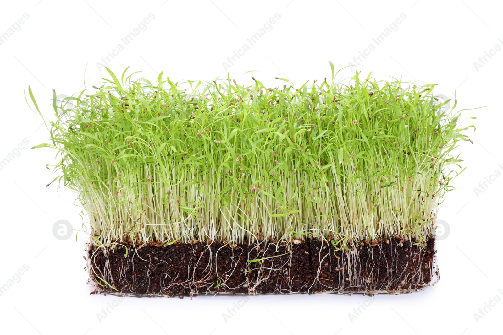 Photo of Fresh organic microgreen in soil on white background