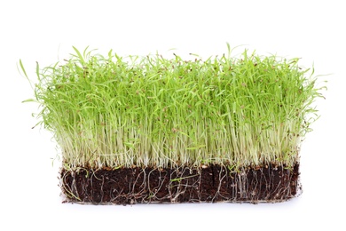 Fresh organic microgreen in soil on white background