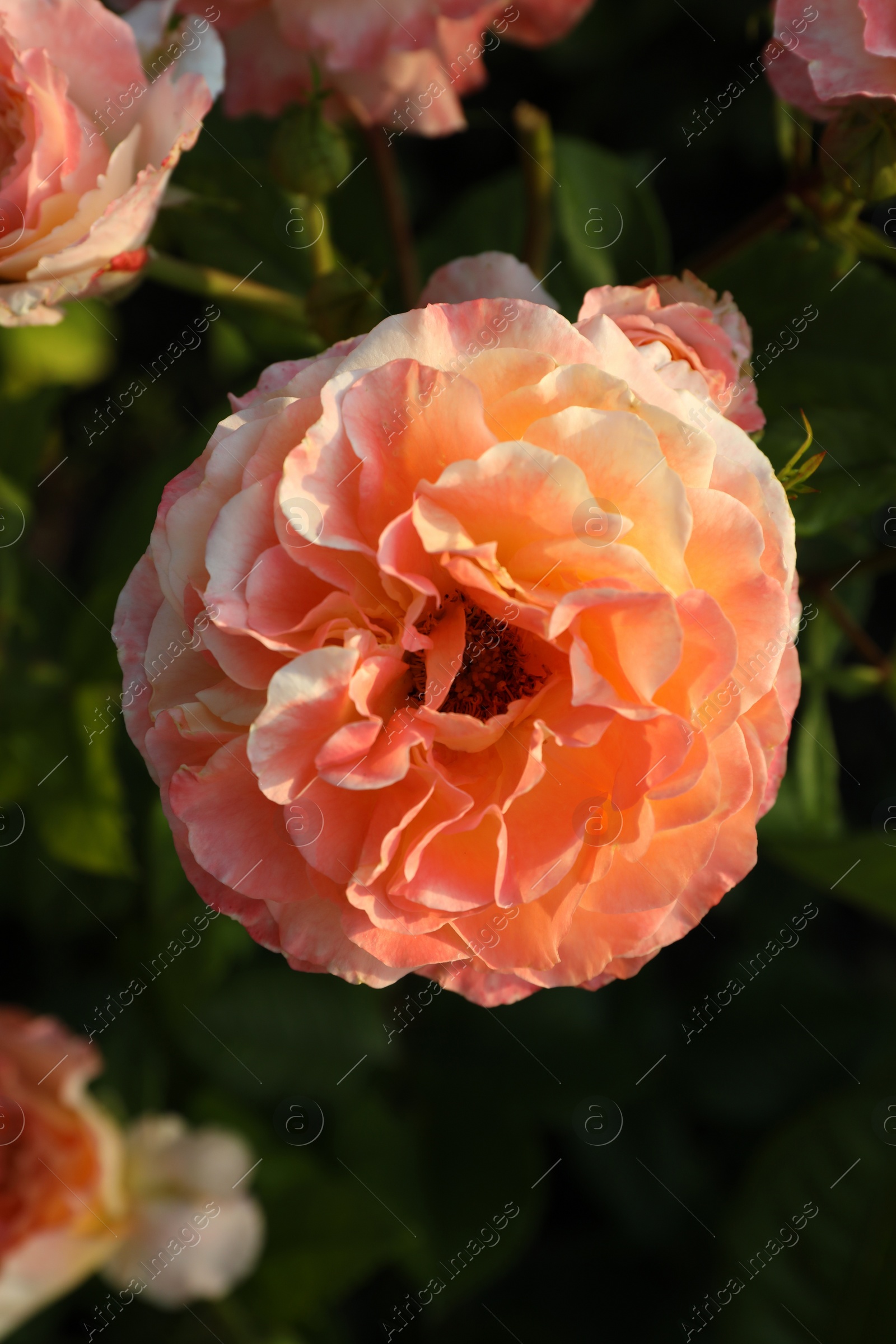 Photo of Beautiful blooming coral rose on blurred background, closeup