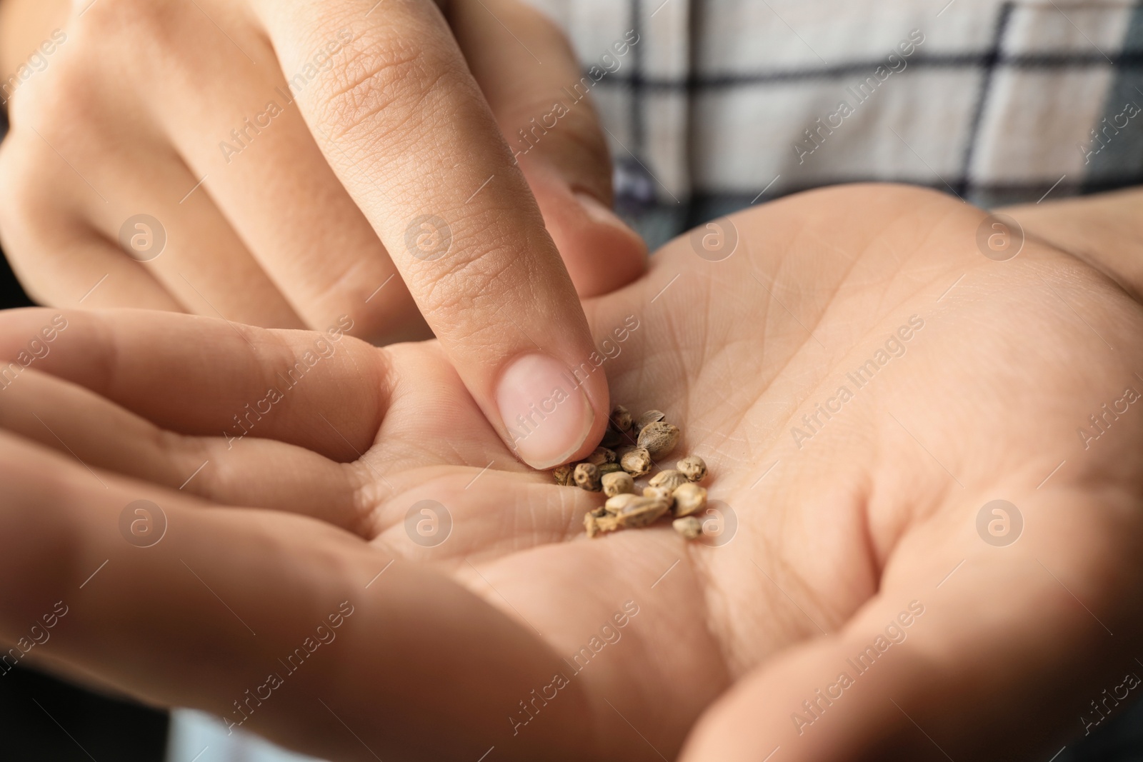 Photo of Woman holding raw organic hemp seeds, closeup