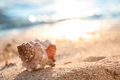 Photo of Beautiful sea shell on sandy beach. Space for text