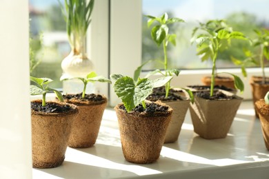 Photo of Many different seedlings growing in pots on window sill, closeup