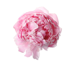 Photo of Beautiful pink peony flower isolated on white