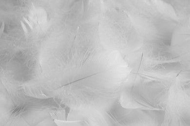 Photo of Beautiful fluffy bird feathers on white background, flat lay