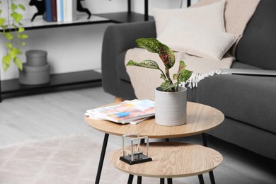 Beautiful houseplant, magazines and decor on wooden table in living room